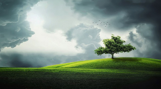 CIRCULATION SANGUINE